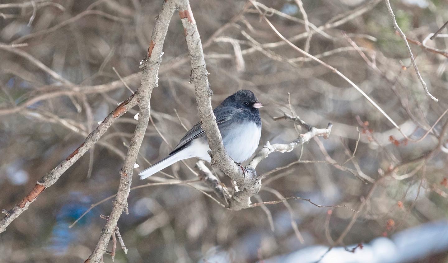 The Dark-eyed Junco is seen in the snow