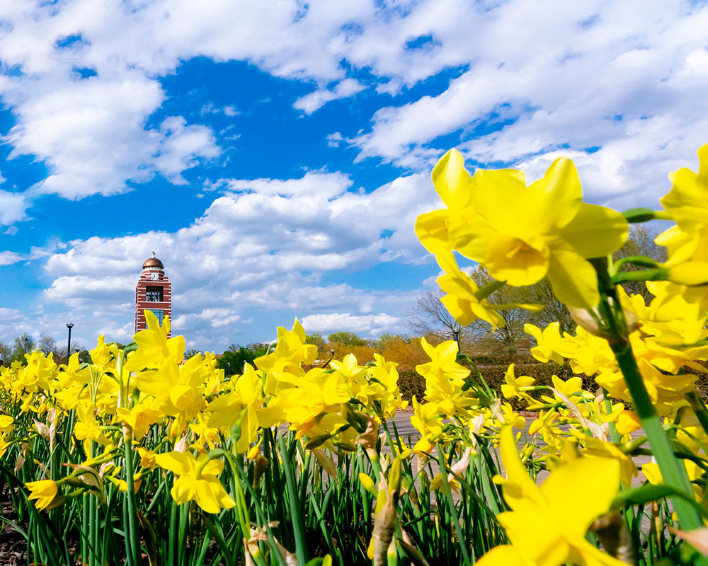 The 抖阴短视频 Belltower sits in the background with yellow daffodils in the foreground during a bright spring day